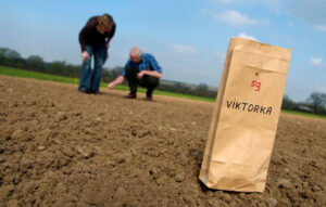 Location Photography | Field with Grass Seeds
