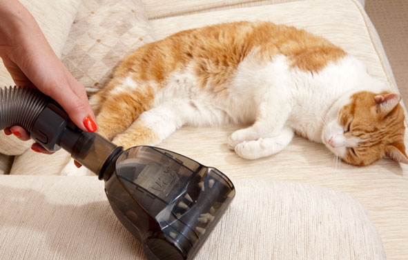 Product Photography | Vaccum Accessory with Cat